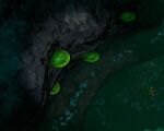 Several Table Coral in the Lost River.