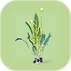 Chinese Potato Plant.png