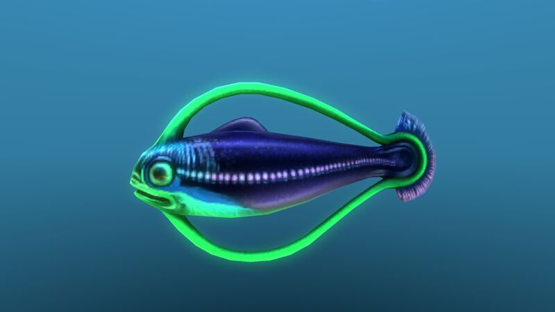 File:Hoopfish 10.jpg