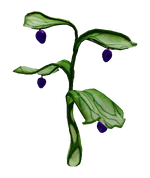 Preston's Plant Flora.png
