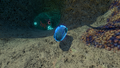 JellyrayEggInGame.png