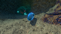 A Jellyray Egg in the Mushroom Forest