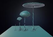 Lilypad stages 1-4 highpoly models