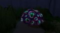 Purple Brain Coral at night