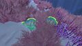 A pair of Seacrowns, hidden by seagrass