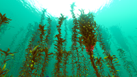 Arctic Kelp Forest Biome.png
