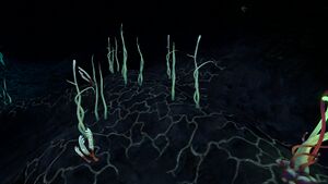 BabyBloodKelp.jpg