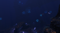 Grand Reef