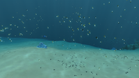 Lost of Shoals of Fish in the Crash Zone