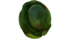 Eggs (1).png