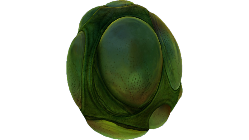 File:Eggs (1).png