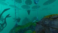 Lilypad shallows.jpg