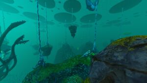 Lilypad shallows.jpg