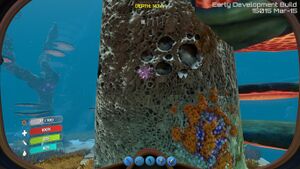 Mushroom Tree Bark.jpg