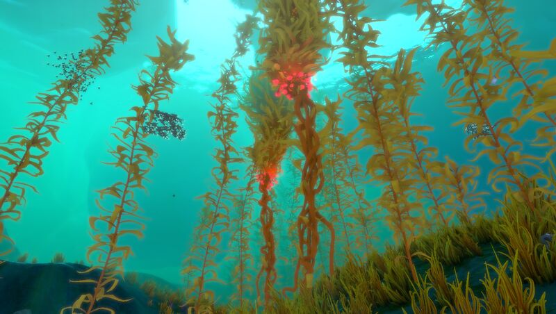 File:ArcticKelpForest 1.jpg