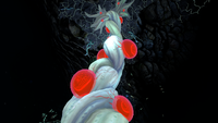 Blood Oil on a Bloodroot