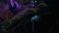 A Cave Crawler in the Dunes Caves