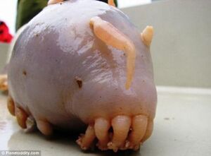 Sea pig.jpg