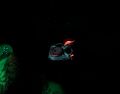 Spadefish's bioluminescence