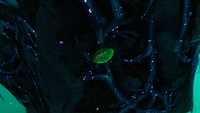 Green Table Coral in the Lilypad Islands