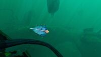 A Bladderfish in the Lilypad Islands