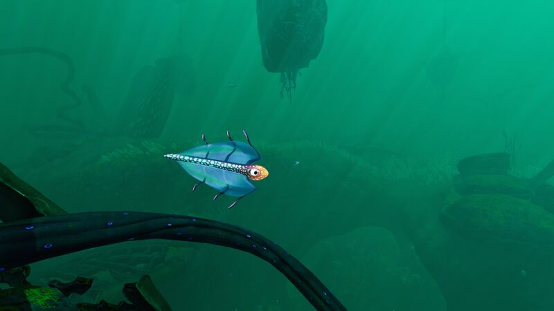 File:BladderFishLilypadIsland.jpg