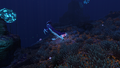Mr Warper swimming around in the Grand Reef