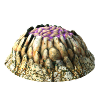 PurpleVentInfobox.png