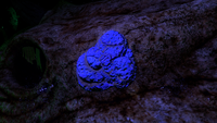 Skull Coral