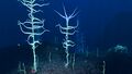 Bloodvines