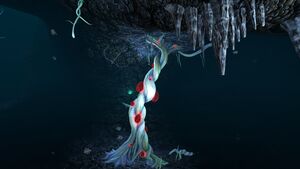 Blood Kelp Caves (3).jpg