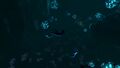 Warper in the Deep Grand Reef.jpg