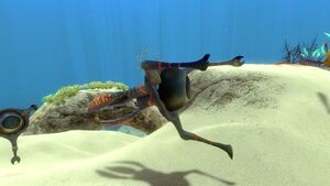 Jumper1.jpg