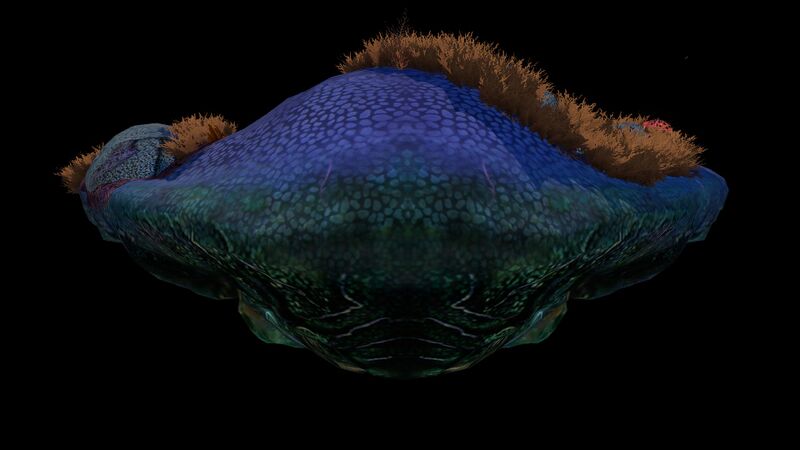 File:ReefbackC.jpg