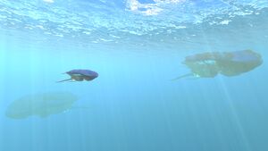 ReefbackCrashZone.jpg