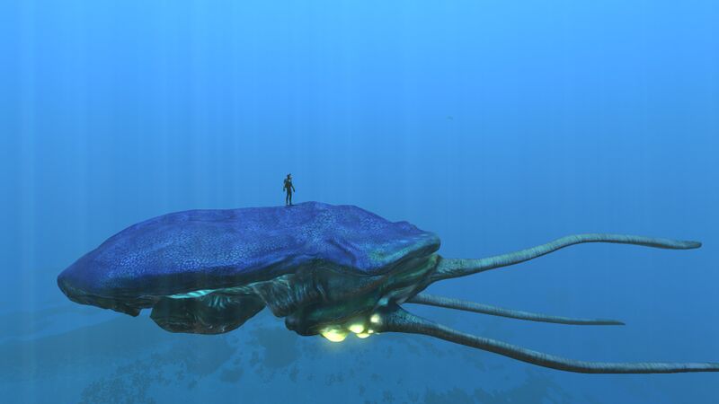 File:SizerefReefback.jpg