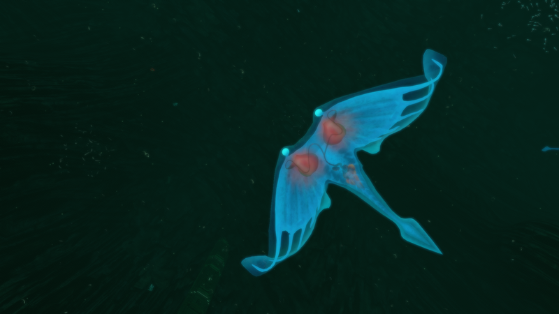 File:264710 20180213124329 1.png