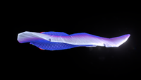 Dorsal view