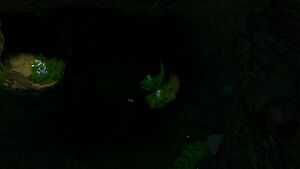Kelp Caves 1.jpg