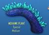 MohawkPlant01.png