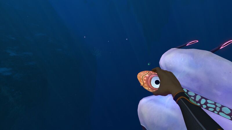 File:HoldingBladderfish.jpg