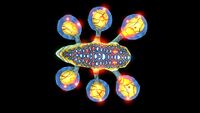 Infected Hoverfish (Black)-0.jpg