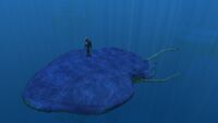 A size comparison between a juvenile Reefback and the player