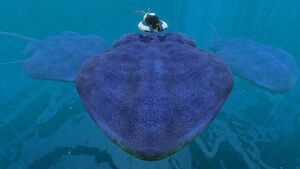 Reefback (6).jpg