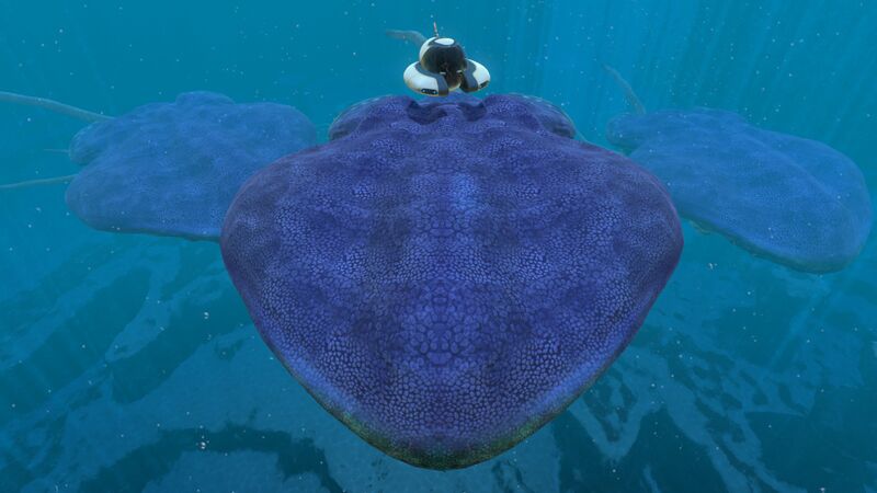 File:Reefback (6).jpg