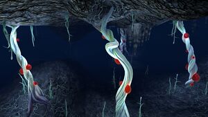 Blood Cave Root (1).jpg