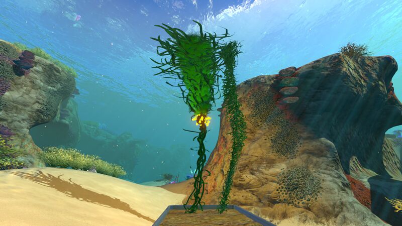 File:Creepvine (6).jpg