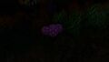 Bioluminescence