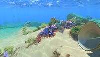 A group of Flora in Safe Shallows