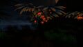 Ditto, at night